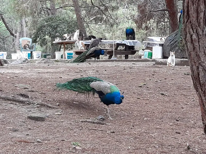 טווס פורש זנב בין עצים ושולחנות פיקניק ביער פלאקה בקוס