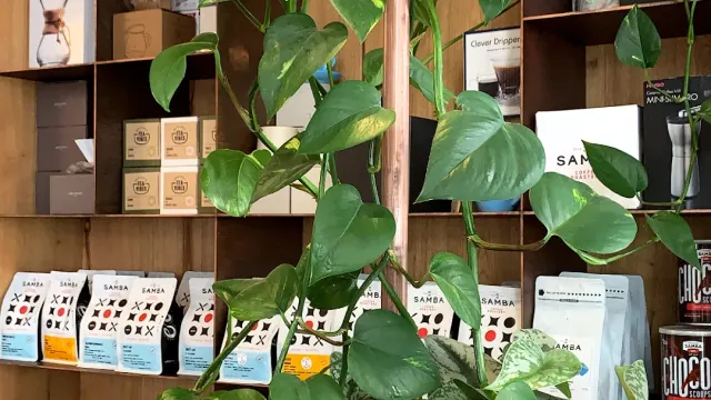 מדפי עץ עמוסים שקיות קפה וקופסאות, וצמח מטפס ירוק בחזית
