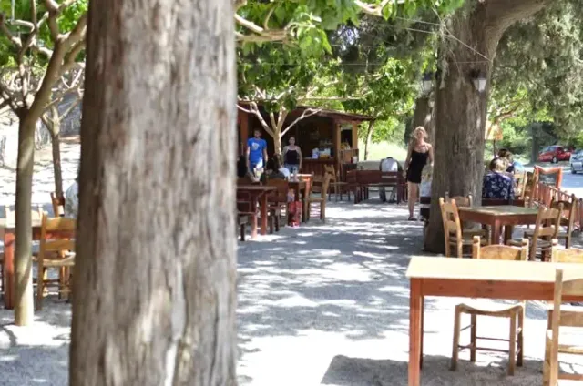 שולחנות עץ בצל עצי דולב גדולים על קרקע חצץ, עם אנשים ברקע