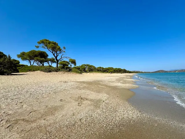 חוף חול ריק עם עצי אורן בקצה, גלים קטנים ושמיים כחולים