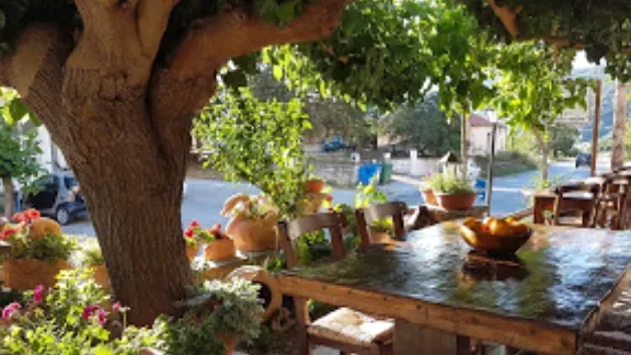 שולחן עץ ארוך בצל עץ גדול, עציצי פרחים וקערת עץ עליו