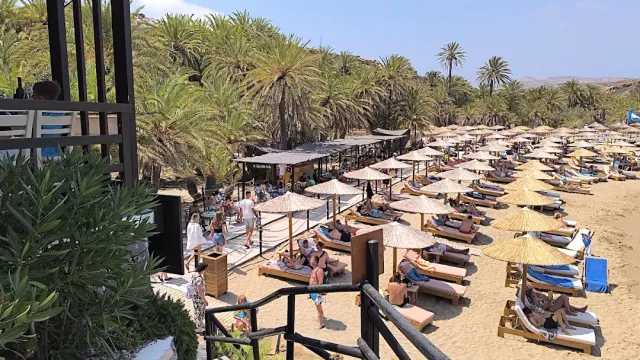 מבט על חוף חול עם שורות שמשיות קש ומיטות שיזוף מול חורשת דקלים