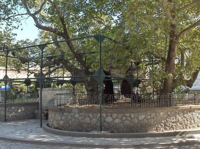 עץ דולב עתיק וענף נתמך במוטות, בכיכר מוצלת