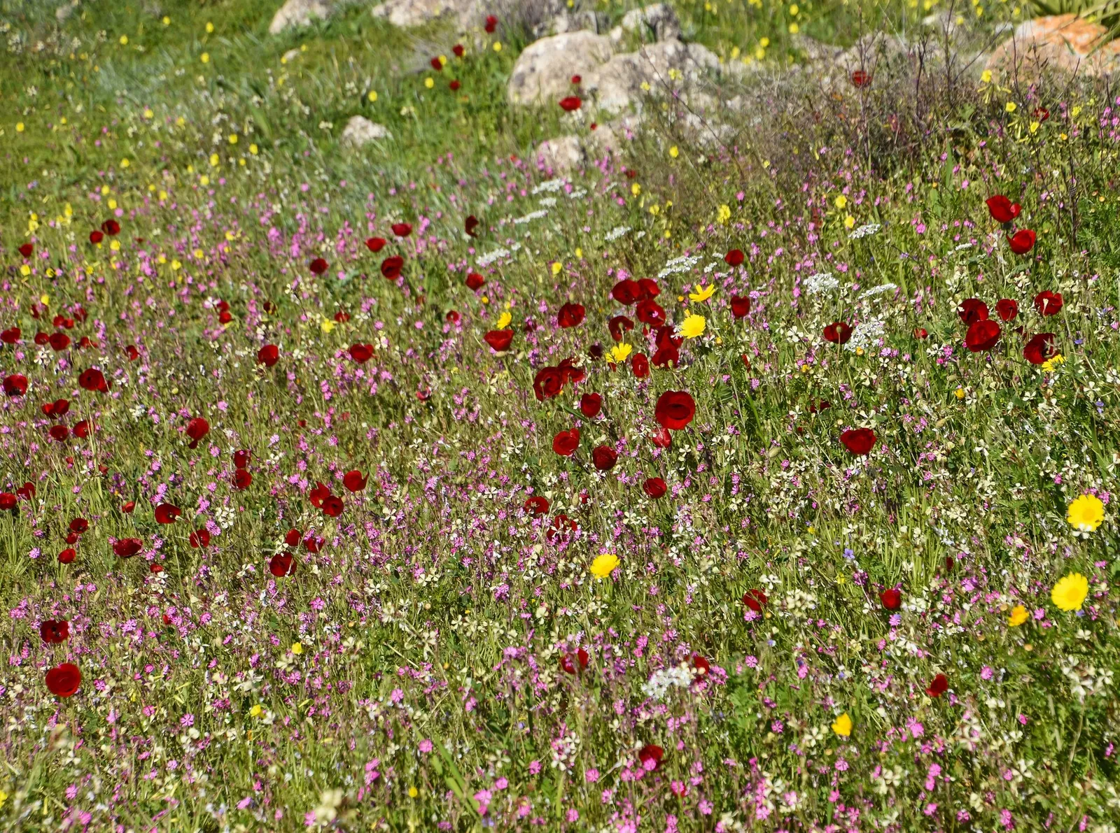 שדה פרחי בר צבעוני עם פרגים אדומים בפריחת האביב ביוון